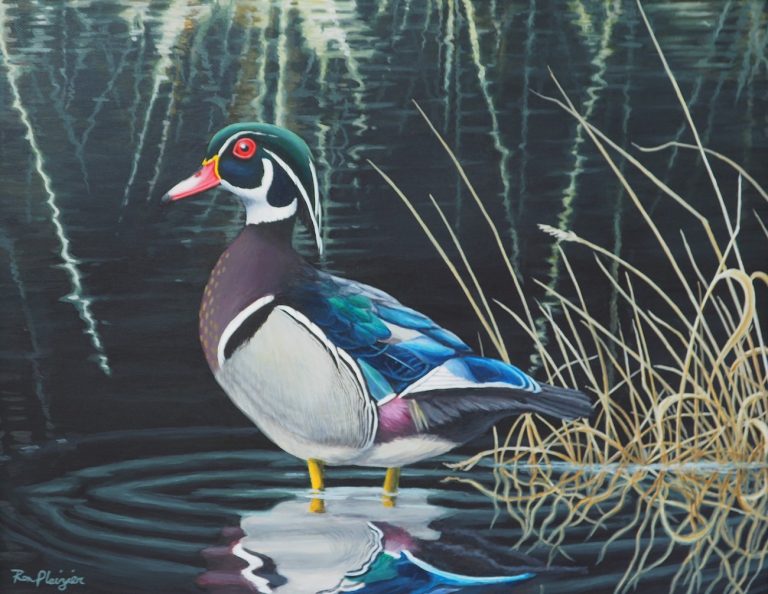 Wood Duck | Algonquin Art Centre - A Canadian Art Gallery in Algonquin Park