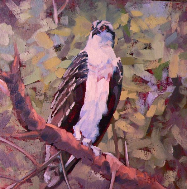 Osprey