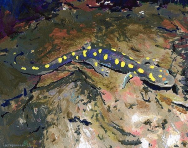 Salamander in my Light