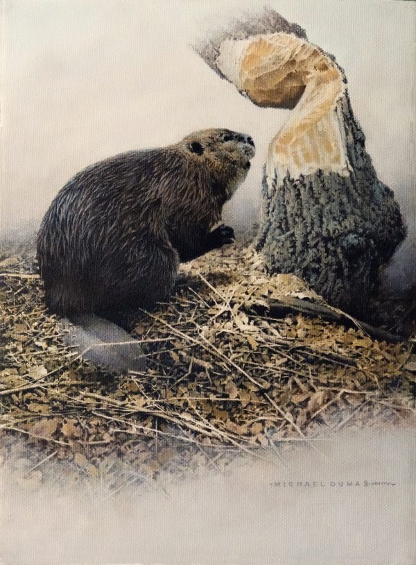 Beaver Cut Study