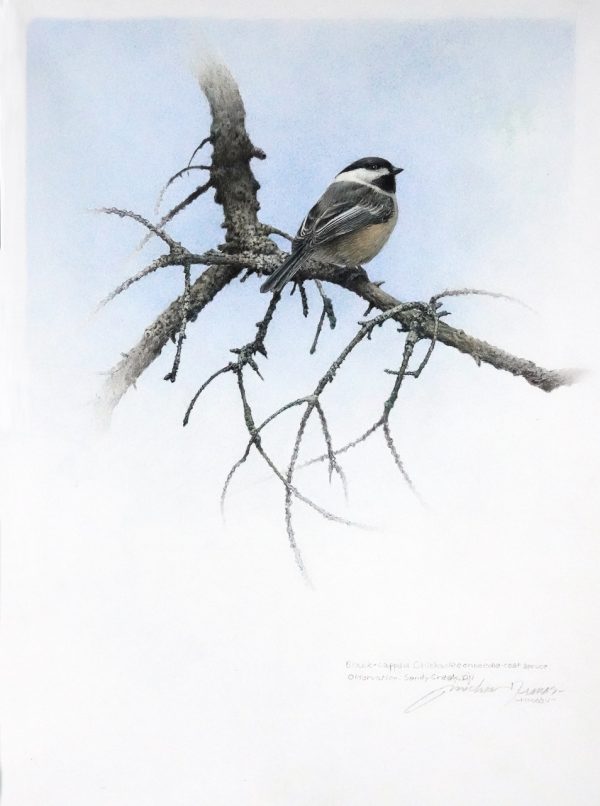 Black-capped Chickadee on Needle-cast Spruce