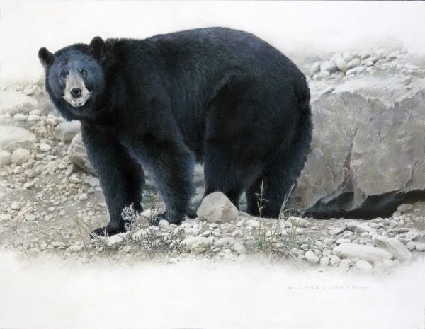 Dry River - Black Bear