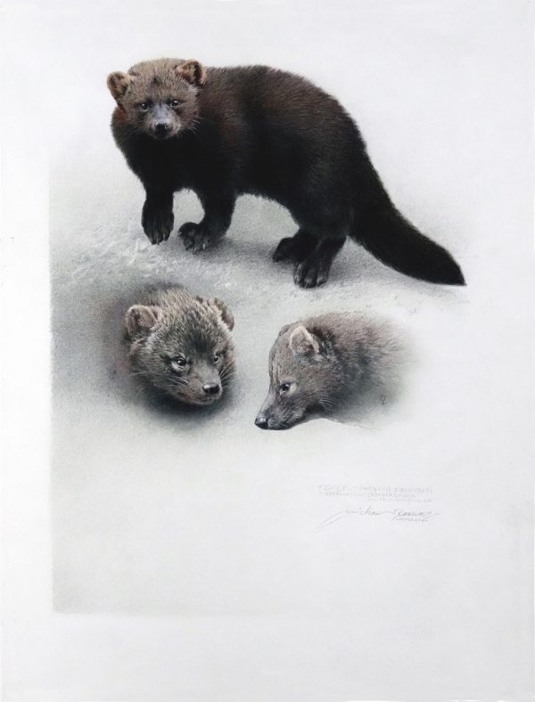 Fisher Study