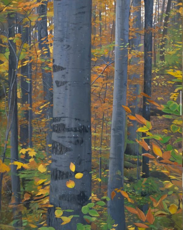 Autumn Beeches