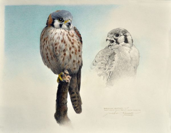 American Kestrel Study