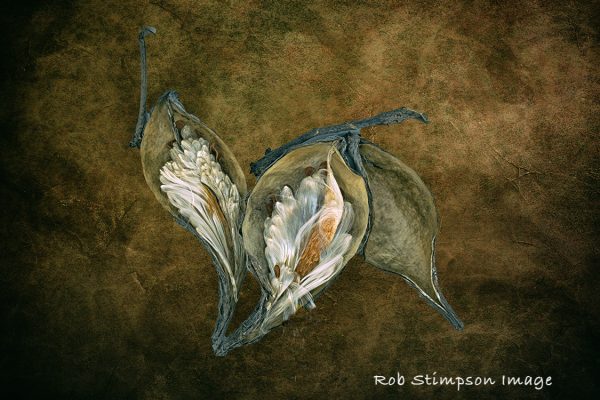 Milkweed