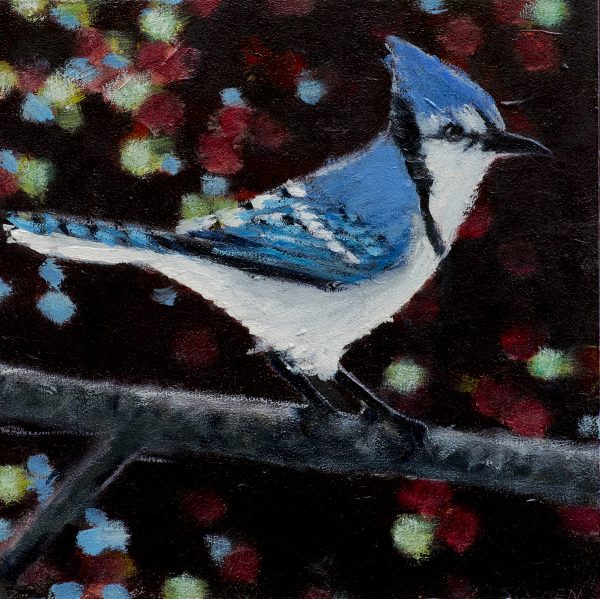Morning Blue Jay
