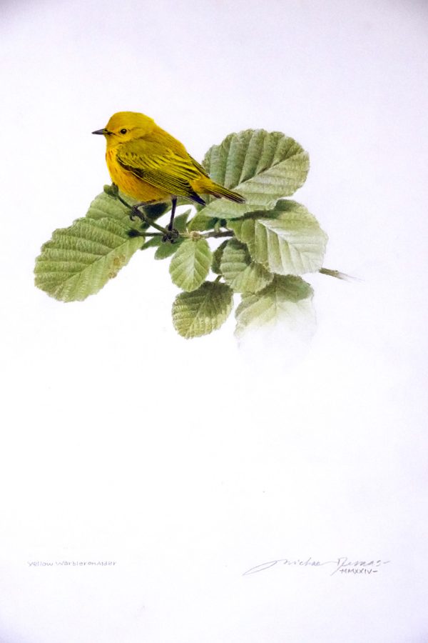 Yellow Warbler On Alder